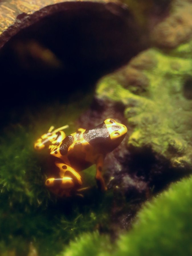 Dendrobate – Elisa Guillon