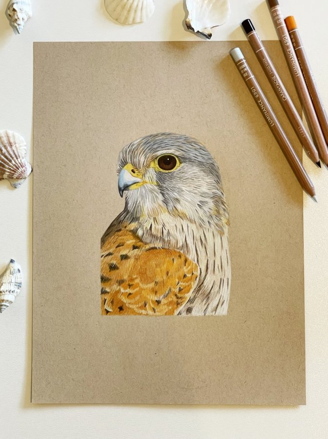 Portrait réaliste de faucon crécerelle – élodie Wegeler