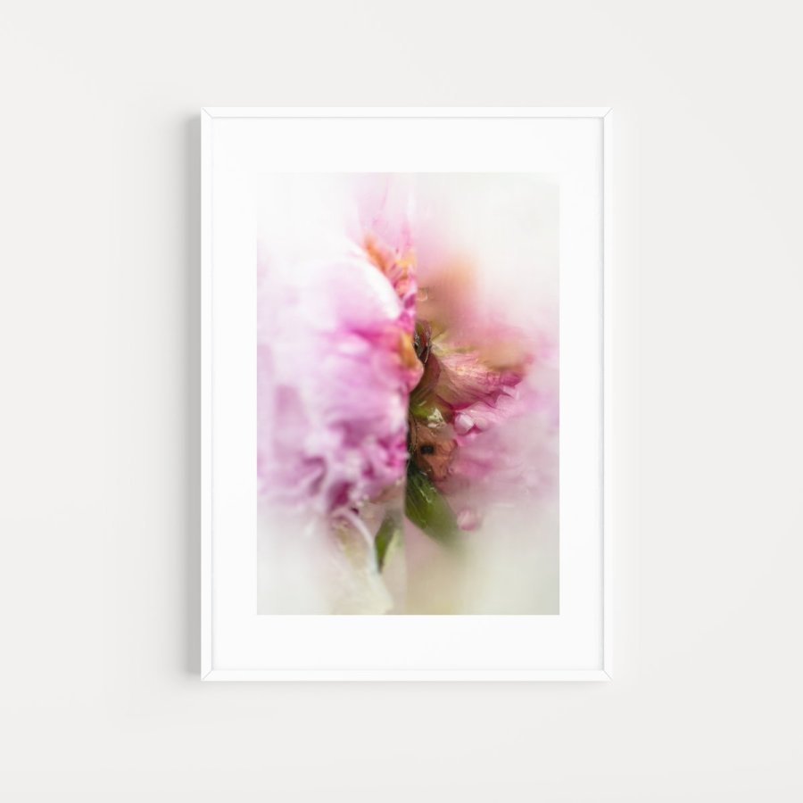 Intrinsically Disordered Petals No.20 – Julia Posta