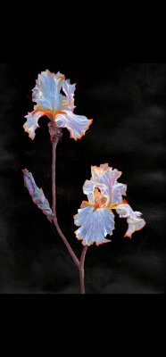 Iris by Lilah-rose
