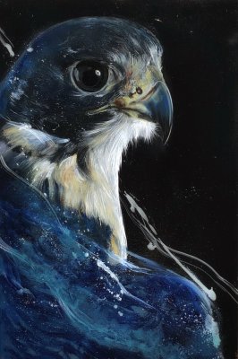 Peregrine by Gianluca Fascetto