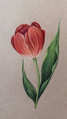 Tulip on Tan by Aspen Rader