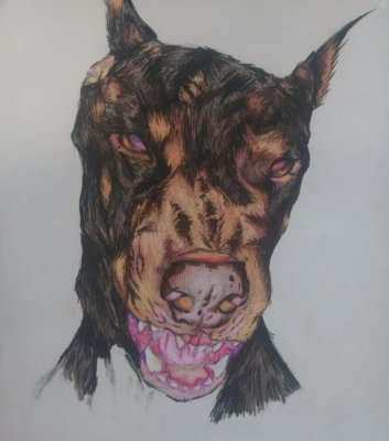 Doberman by Masa kranjec